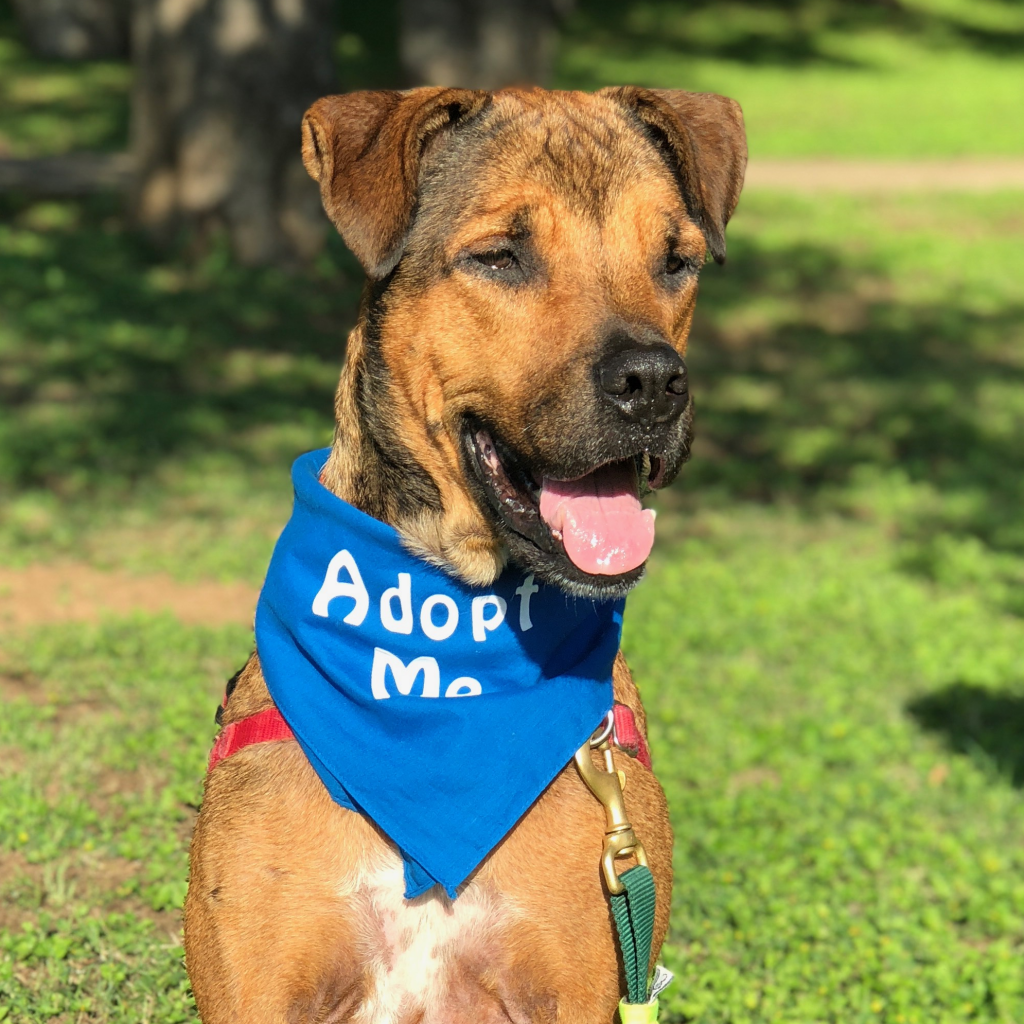 Austin Pets Alive! Available Dogs Austin Pets Alive!