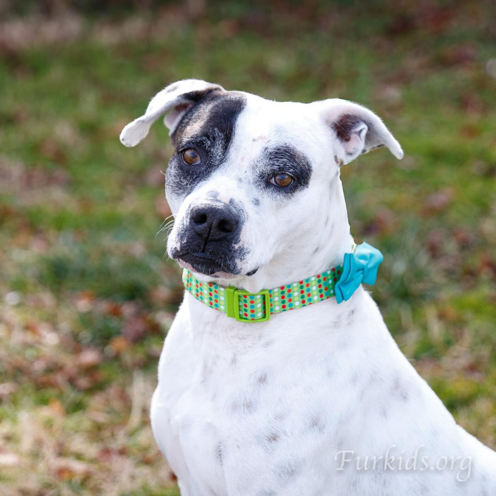 London 9947 | Furkids - Georgia's Largest No Kill Animal Rescue & Shelters London 9947 | Furkids - Georgia's Largest No Kill Animal Rescue & Shelters