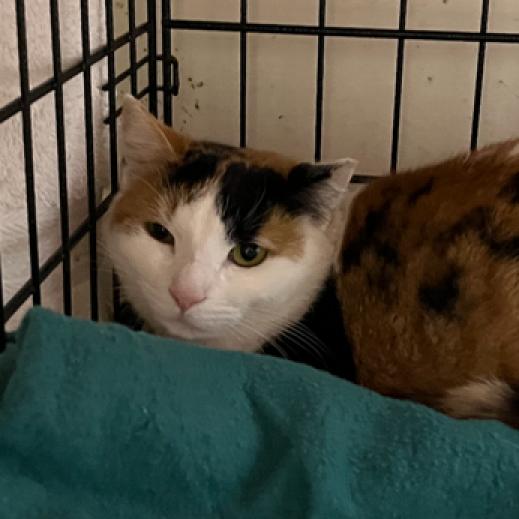 Sequoia animal on sale shelter