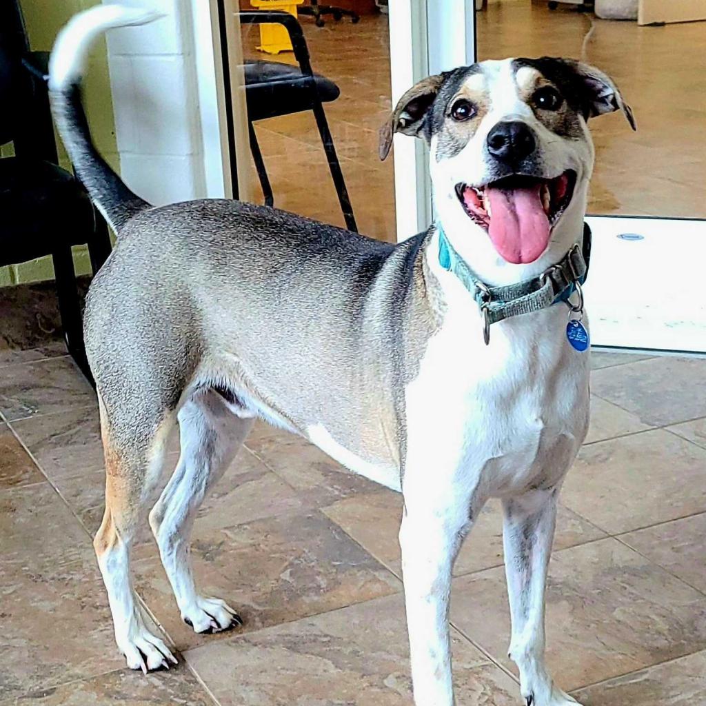 Gloucester mathews humane society humana medicare advantage provider phone number