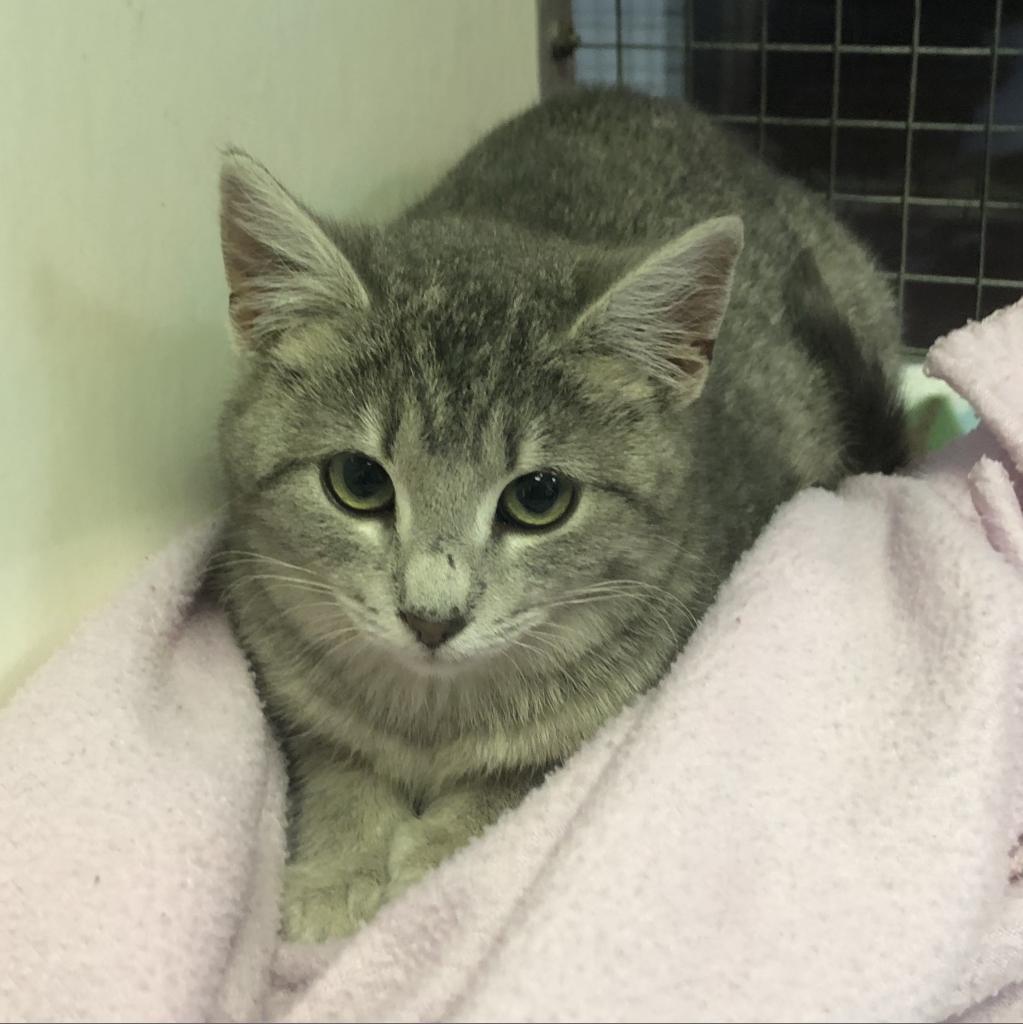 https://www.shelterluv.com/sites/default/files/animal_pics/4980/2020/01/29/20/20200129205816.png