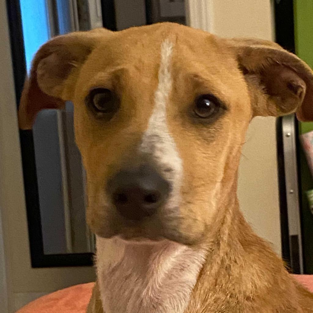 https://www.shelterluv.com/sites/default/files/animal_pics/4980/2021/09/07/10/20210907102955.png