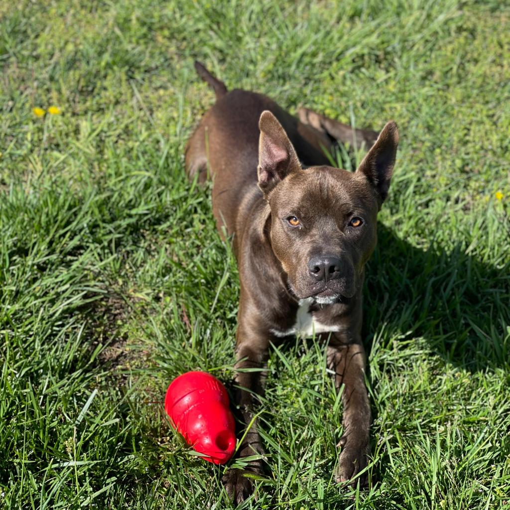 https://www.shelterluv.com/sites/default/files/animal_pics/4980/2022/04/20/08/20220420082806.png