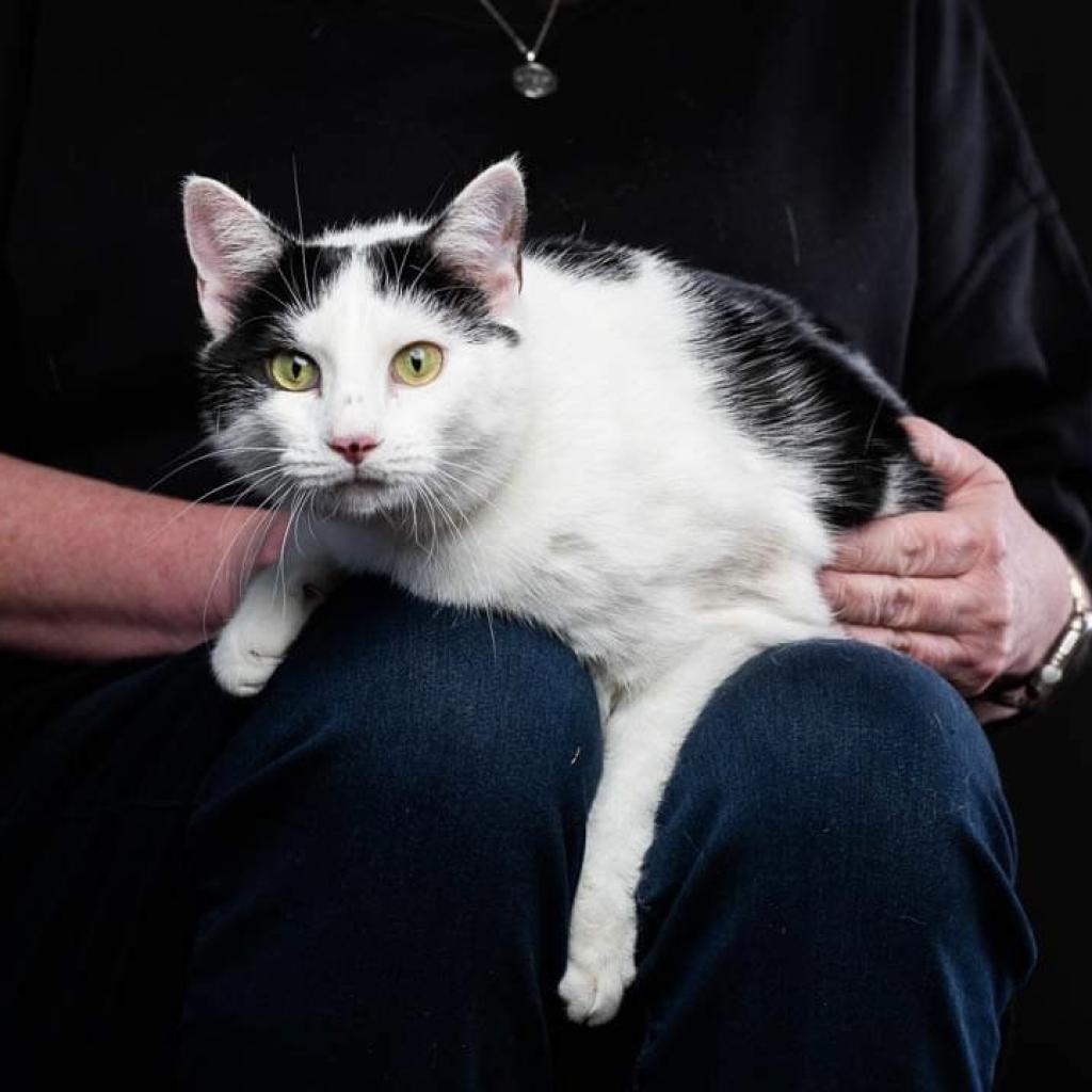 https://www.shelterluv.com/sites/default/files/animal_pics/4980/2022/05/04/12/20220504121817.png
