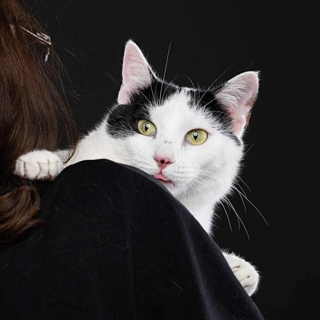 https://www.shelterluv.com/sites/default/files/animal_pics/4980/2022/05/04/12/20220504121827.png