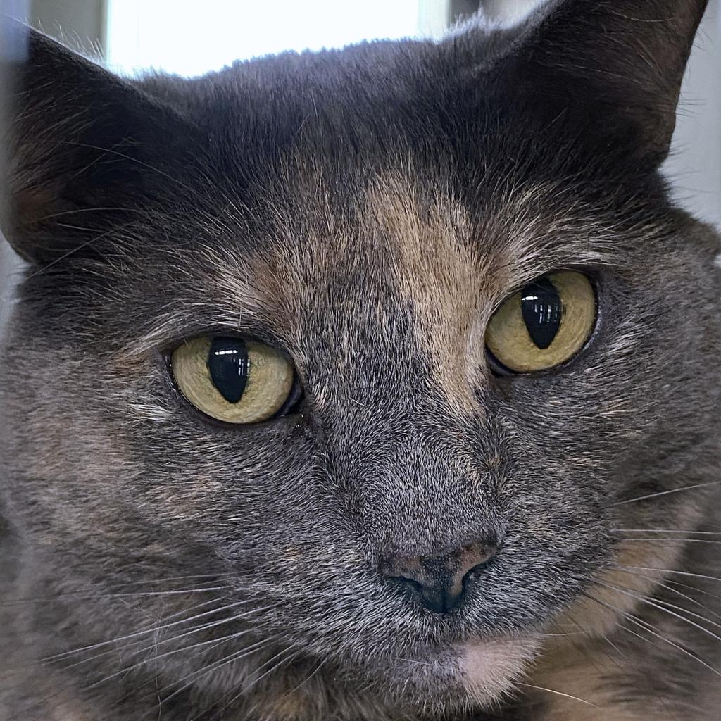 https://www.shelterluv.com/sites/default/files/animal_pics/4980/2022/05/19/11/20220519114328.png