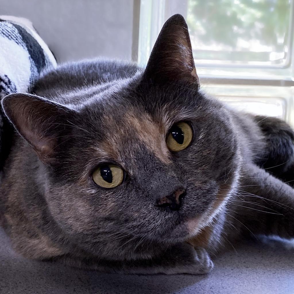 https://www.shelterluv.com/sites/default/files/animal_pics/4980/2022/05/19/11/20220519114413.png