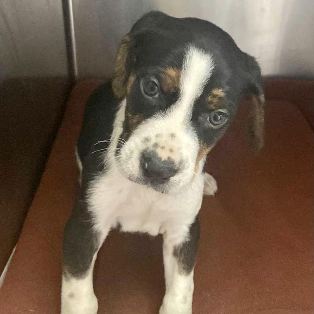 https://www.shelterluv.com/sites/default/files/animal_pics/4980/2022/07/21/12/20220721121106.png