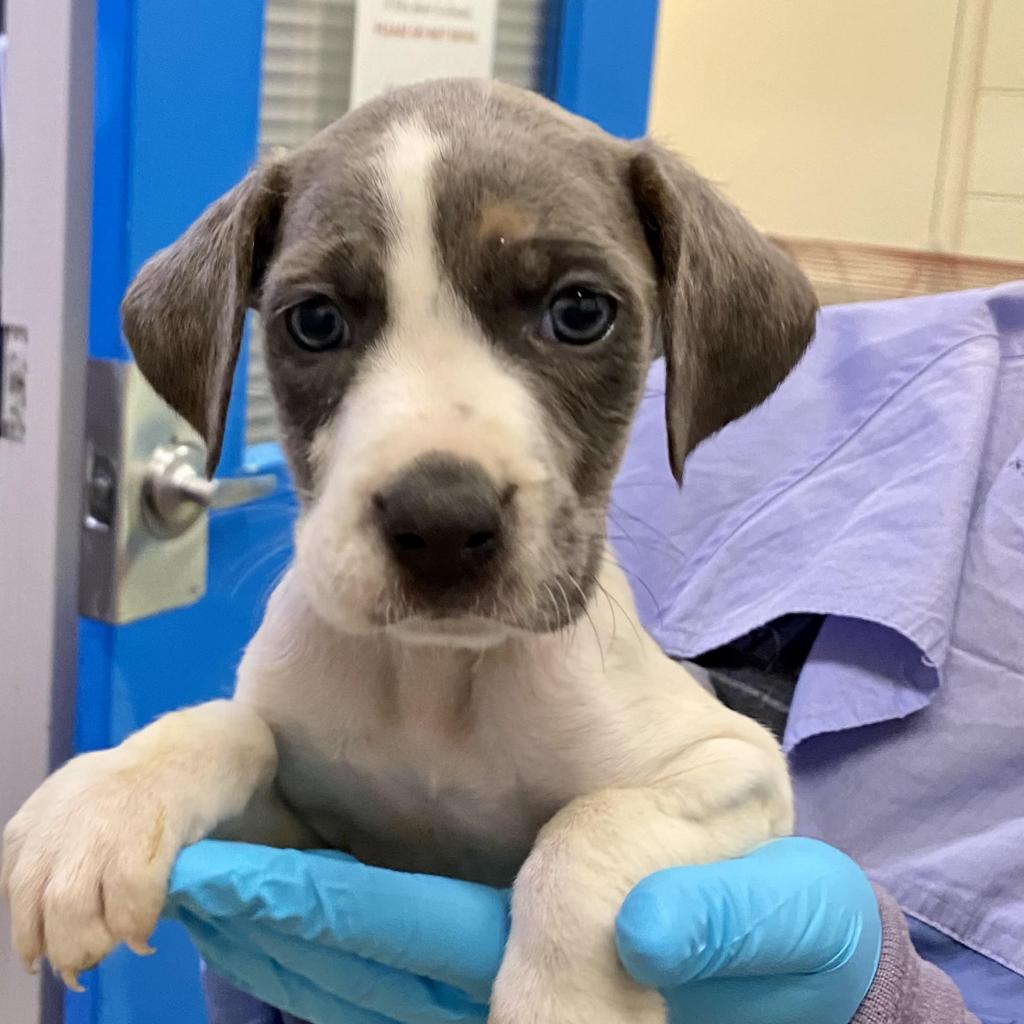 https://www.shelterluv.com/sites/default/files/animal_pics/4980/2022/07/21/13/20220721131315.png