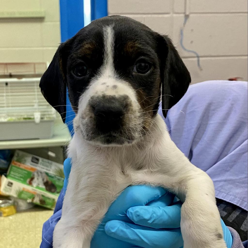 https://www.shelterluv.com/sites/default/files/animal_pics/4980/2022/07/21/13/20220721131426.png