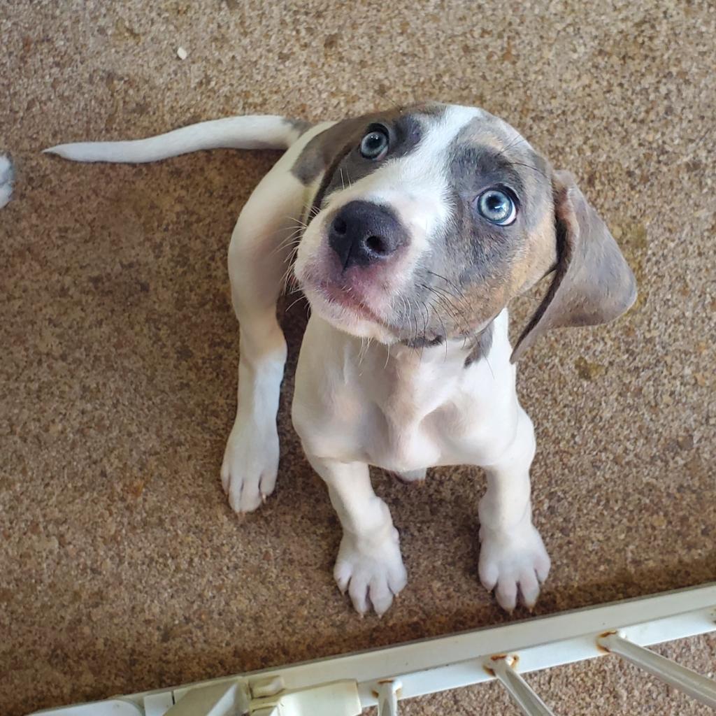 https://www.shelterluv.com/sites/default/files/animal_pics/4980/2022/08/13/09/20220813093645.png
