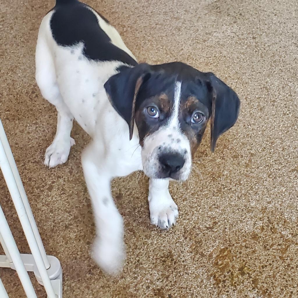 https://www.shelterluv.com/sites/default/files/animal_pics/4980/2022/08/13/09/20220813093914.png