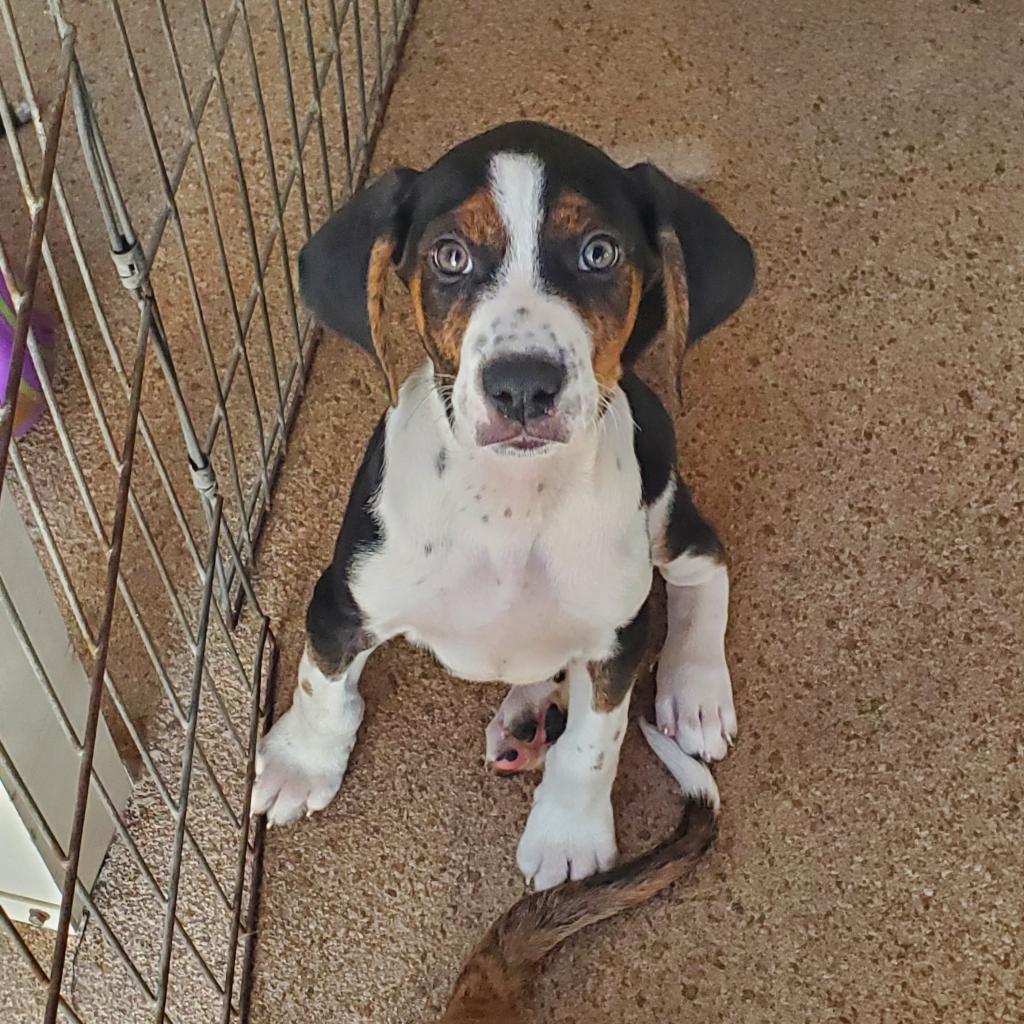 https://www.shelterluv.com/sites/default/files/animal_pics/4980/2022/08/13/09/20220813093948.png