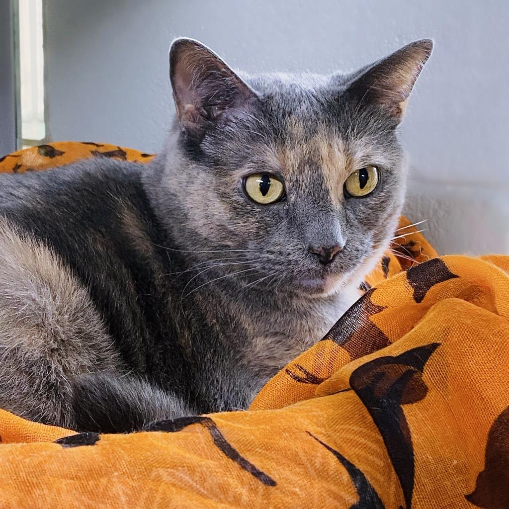 https://www.shelterluv.com/sites/default/files/animal_pics/4980/2022/09/08/08/20220908085949.png