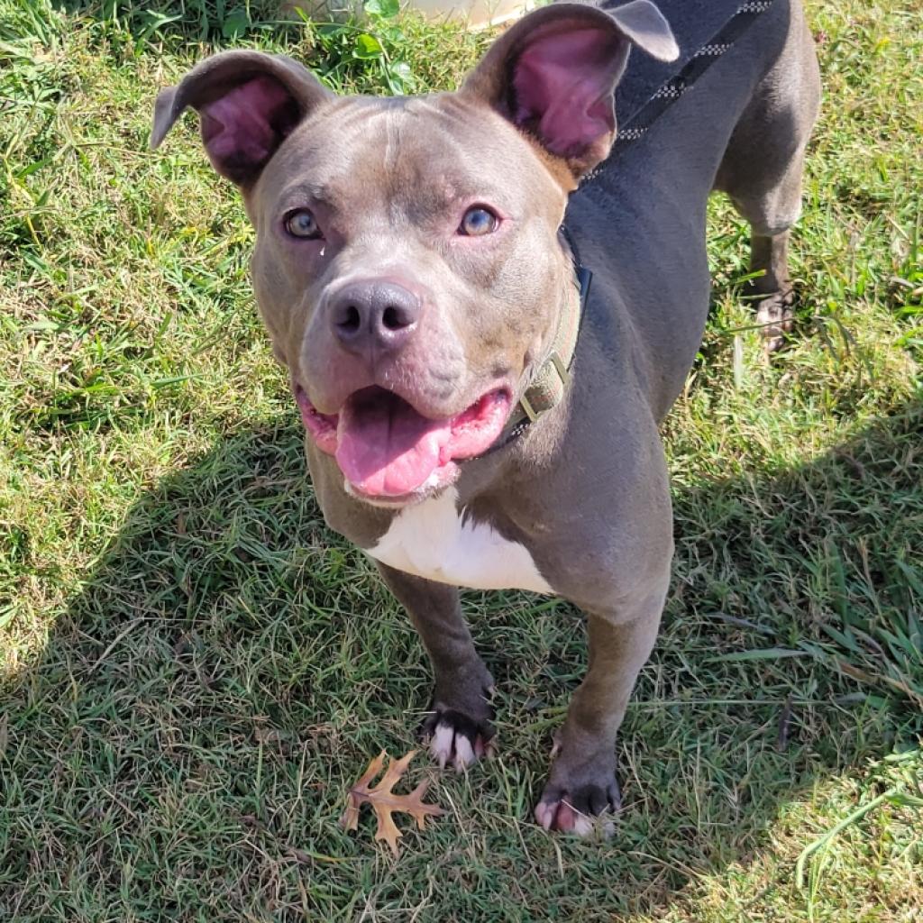 https://www.shelterluv.com/sites/default/files/animal_pics/4980/2022/10/13/20/20221013200310.png