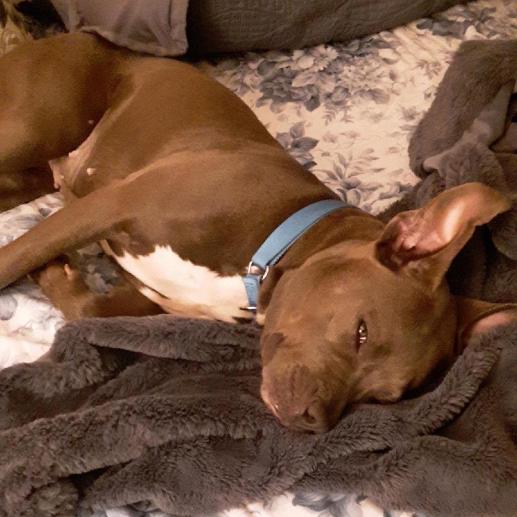 https://www.shelterluv.com/sites/default/files/animal_pics/4980/2022/11/21/11/20221121111134.png