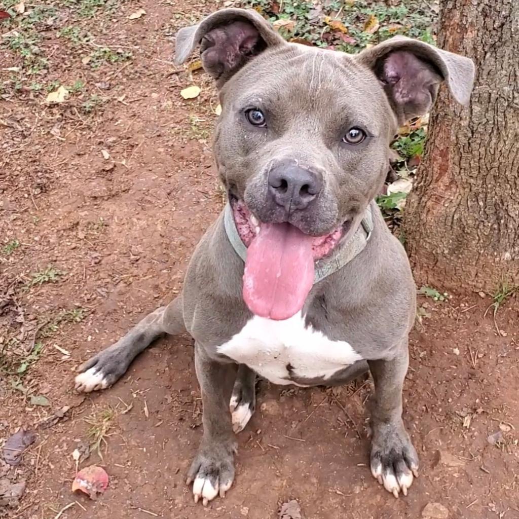 https://www.shelterluv.com/sites/default/files/animal_pics/4980/2022/11/27/12/20221127122434.png
