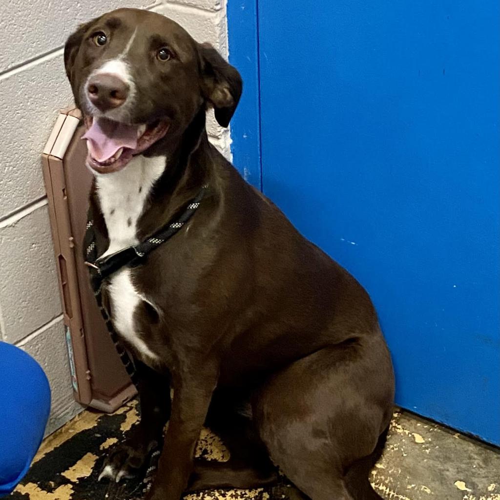 https://www.shelterluv.com/sites/default/files/animal_pics/4980/2022/12/13/12/20221213122117.png