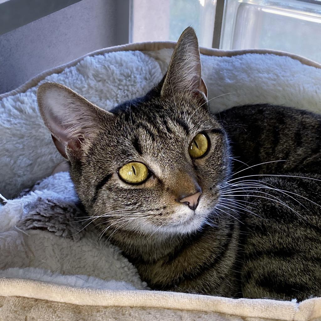 https://www.shelterluv.com/sites/default/files/animal_pics/4980/2022/12/19/11/20221219111621.png
