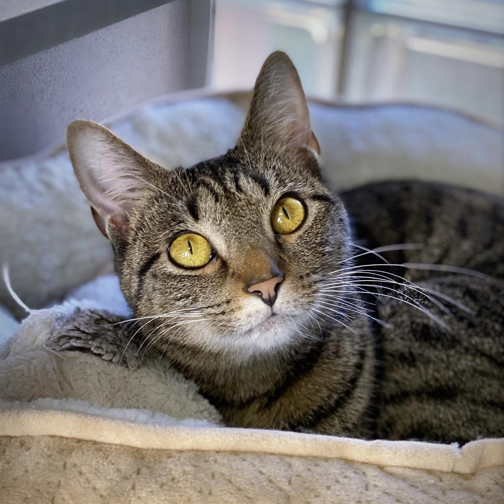 https://www.shelterluv.com/sites/default/files/animal_pics/4980/2022/12/19/11/20221219111719.png
