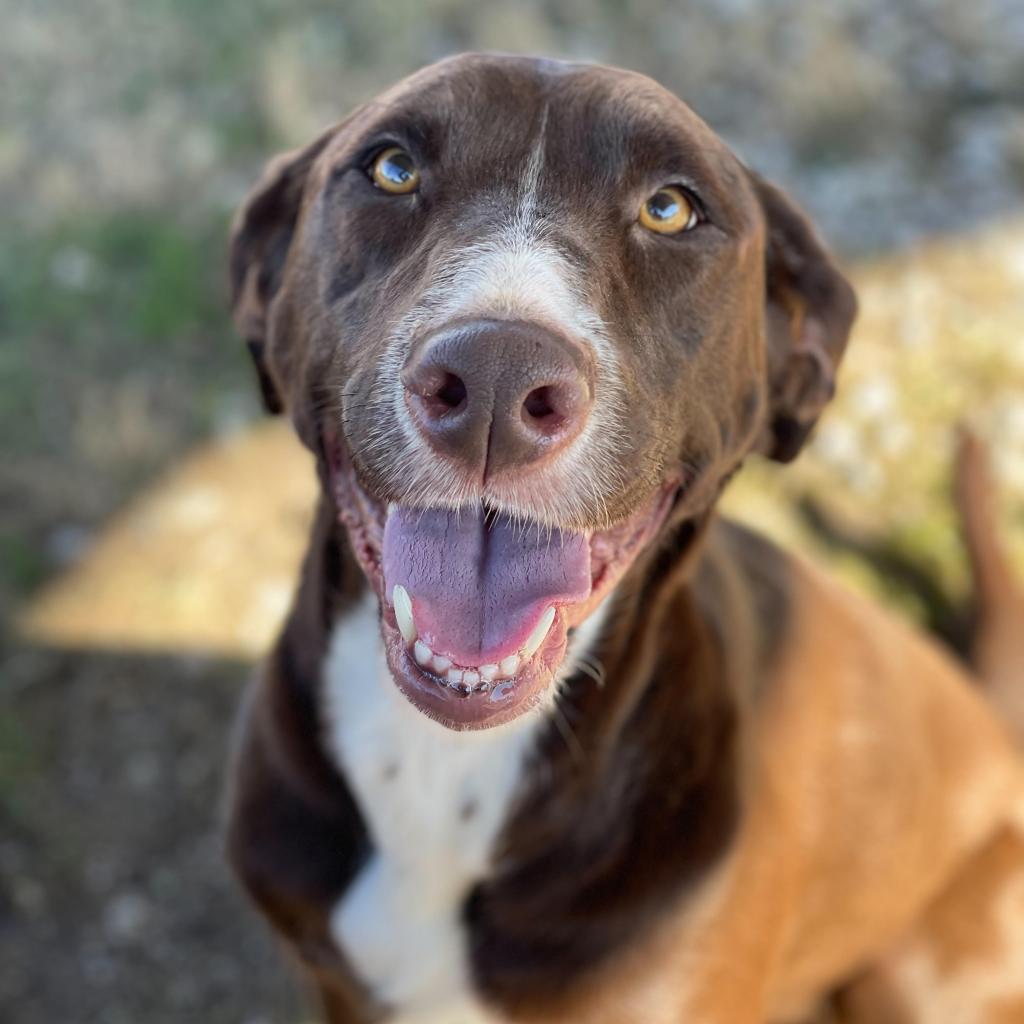 https://www.shelterluv.com/sites/default/files/animal_pics/4980/2022/12/28/09/20221228092529.png