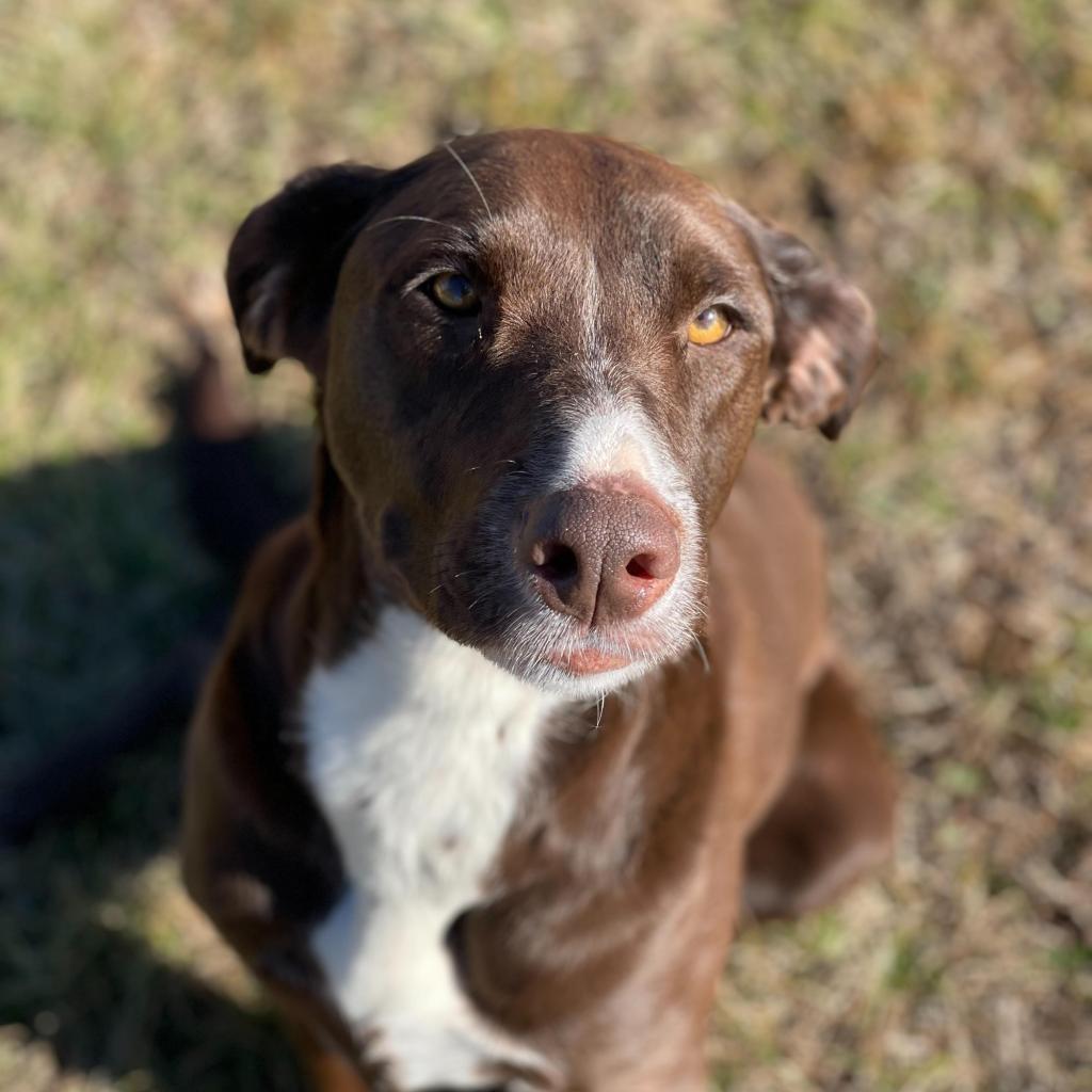 https://www.shelterluv.com/sites/default/files/animal_pics/4980/2023/01/05/10/20230105100336.png