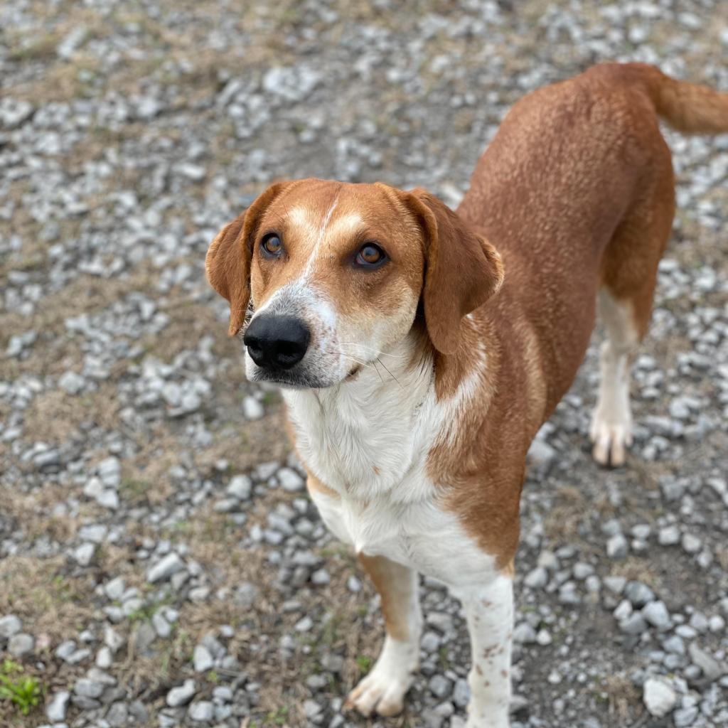 https://www.shelterluv.com/sites/default/files/animal_pics/4980/2023/01/18/08/20230118085150.png