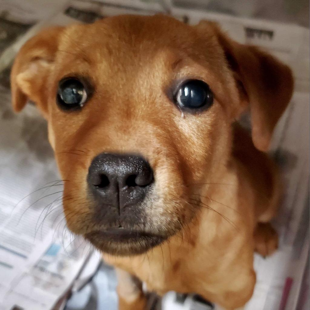 https://www.shelterluv.com/sites/default/files/animal_pics/4980/2023/01/24/08/20230124085520.png