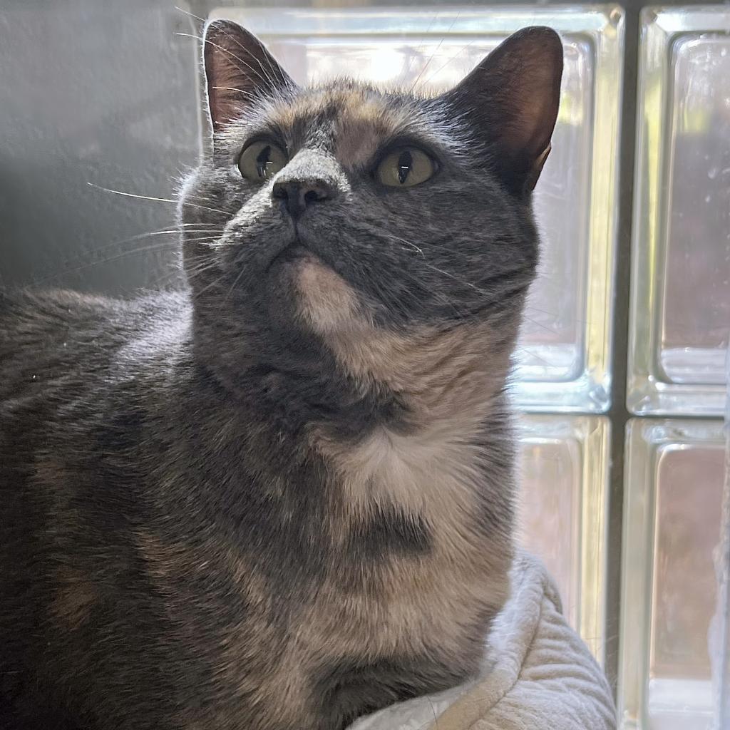 https://www.shelterluv.com/sites/default/files/animal_pics/4980/2023/02/07/06/20230207060632.png