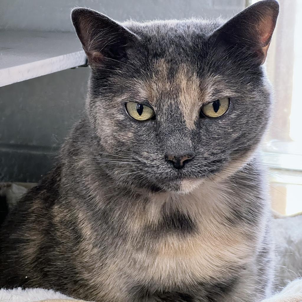 https://www.shelterluv.com/sites/default/files/animal_pics/4980/2023/02/07/06/20230207060804.png