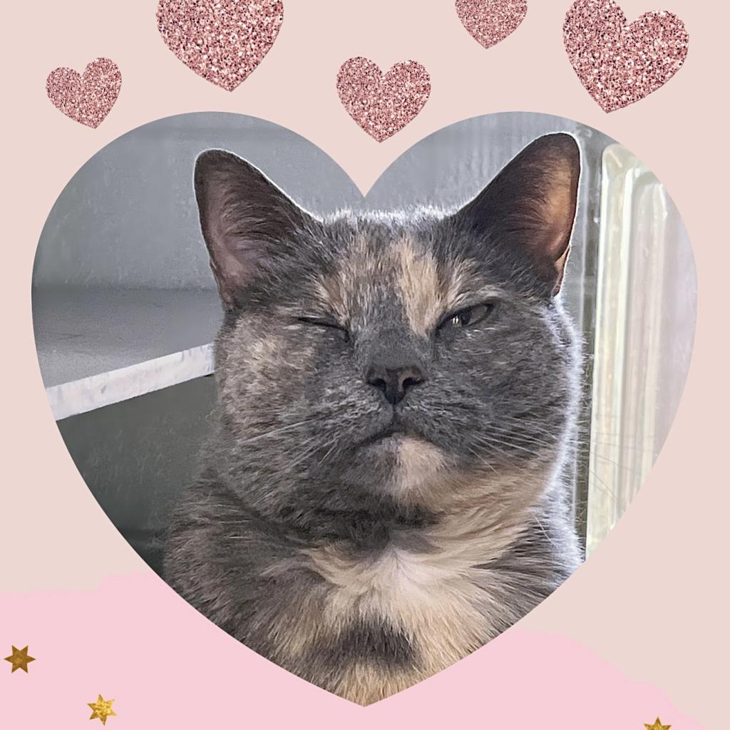 https://www.shelterluv.com/sites/default/files/animal_pics/4980/2023/02/07/11/20230207112758.png