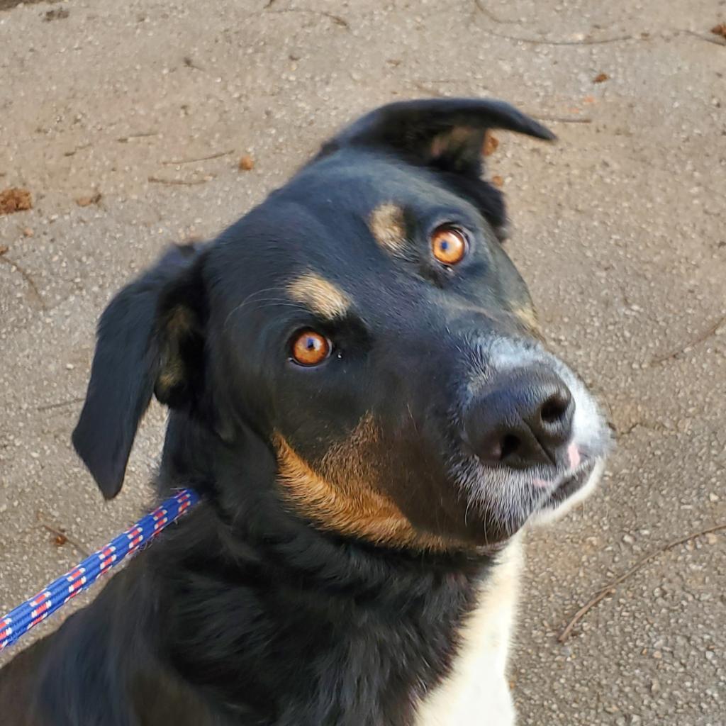https://www.shelterluv.com/sites/default/files/animal_pics/4980/2023/02/08/09/20230208095202.png