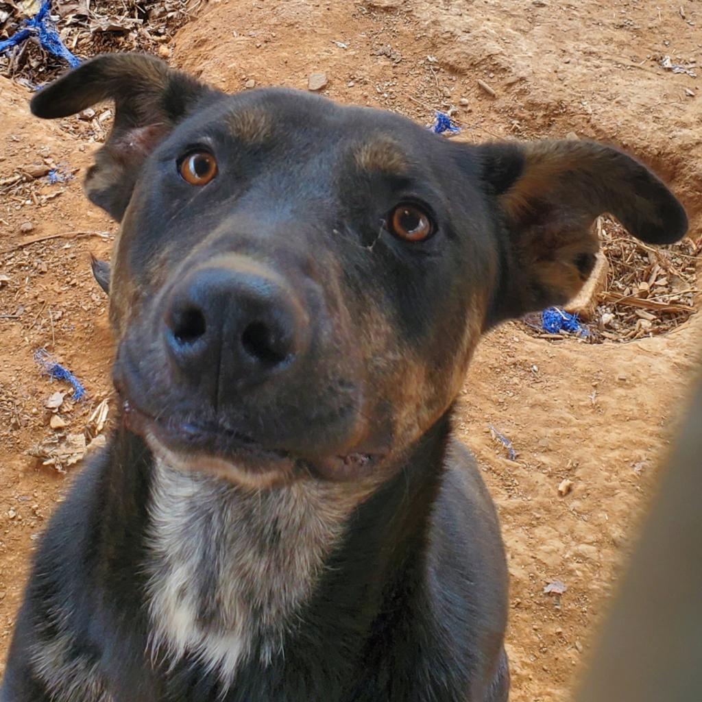 https://www.shelterluv.com/sites/default/files/animal_pics/4980/2023/02/08/10/20230208103735.png
