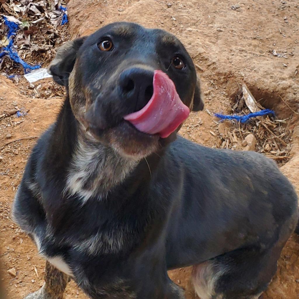 https://www.shelterluv.com/sites/default/files/animal_pics/4980/2023/02/08/10/20230208103749.png