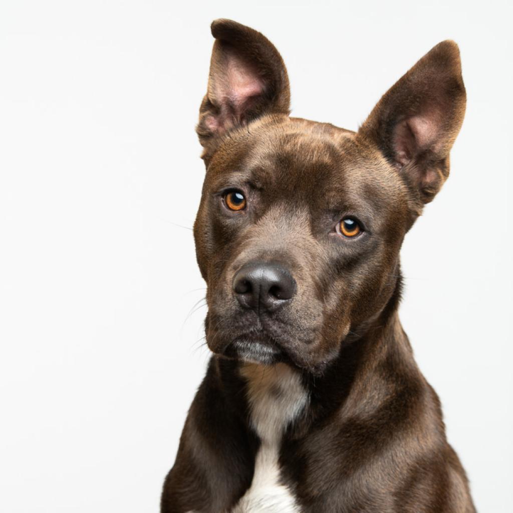 https://www.shelterluv.com/sites/default/files/animal_pics/4980/2023/02/08/17/20230208171900.png