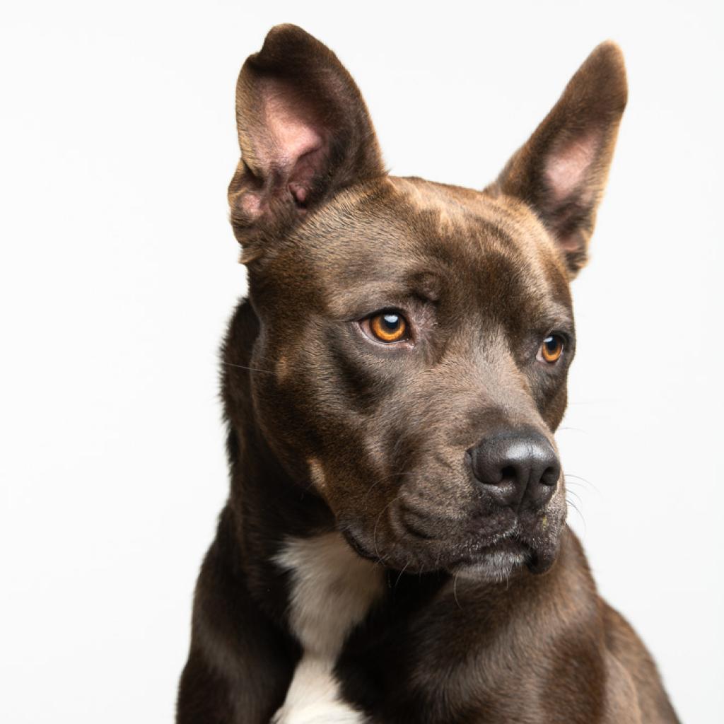 https://www.shelterluv.com/sites/default/files/animal_pics/4980/2023/02/08/17/20230208171908.png