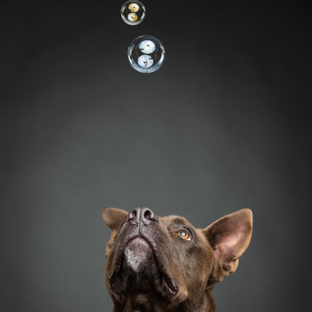 https://www.shelterluv.com/sites/default/files/animal_pics/4980/2023/02/08/17/20230208171931.png