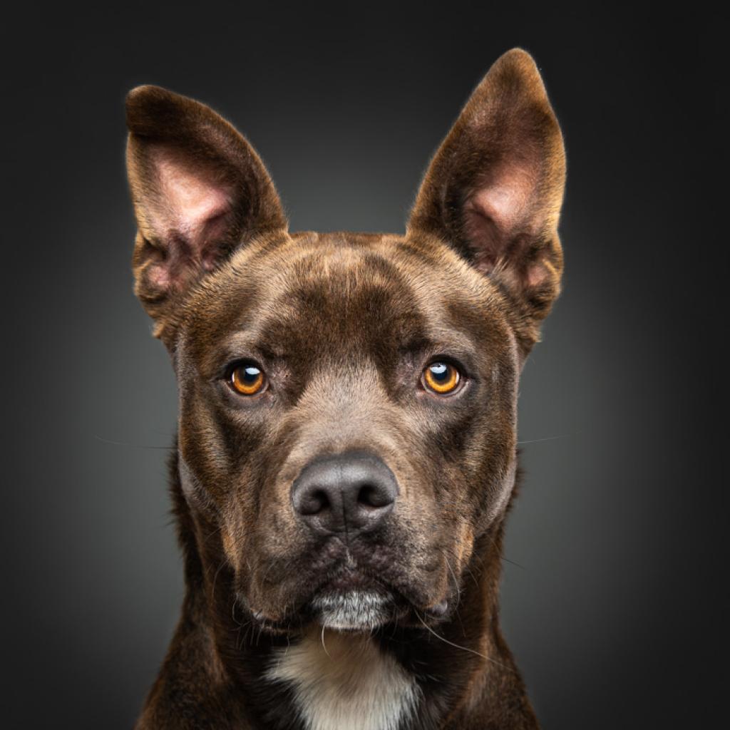 https://www.shelterluv.com/sites/default/files/animal_pics/4980/2023/02/08/17/20230208171939.png