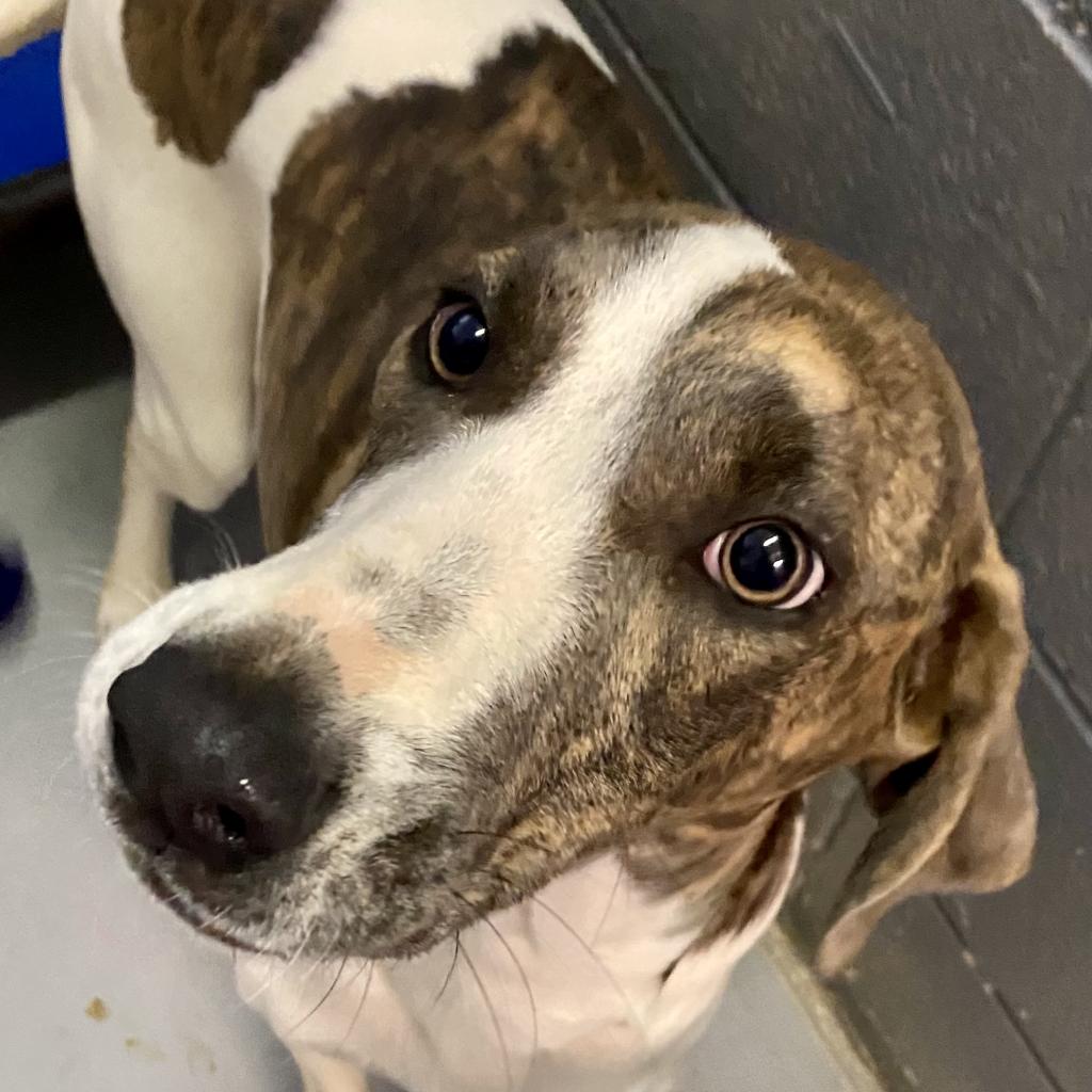 https://www.shelterluv.com/sites/default/files/animal_pics/4980/2023/02/10/12/20230210121535.png