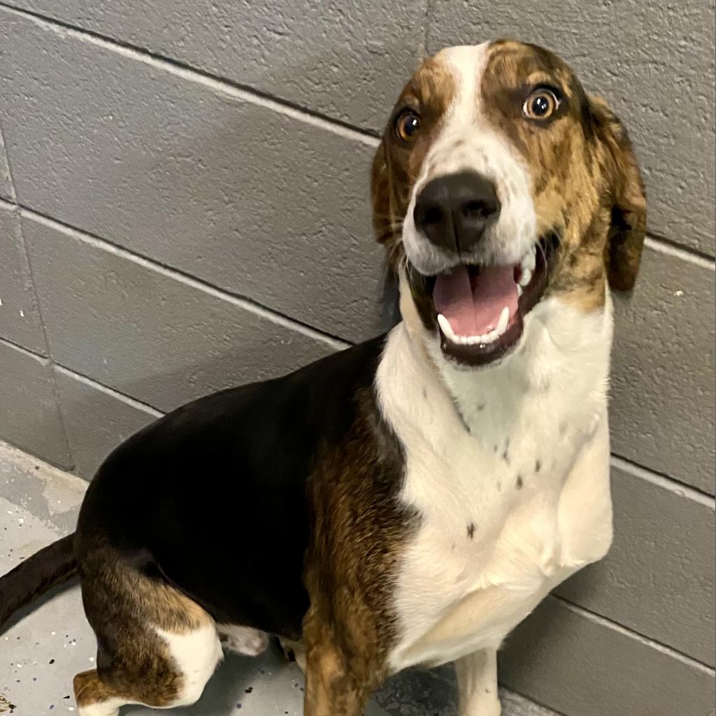 https://www.shelterluv.com/sites/default/files/animal_pics/4980/2023/02/10/12/20230210121621.png