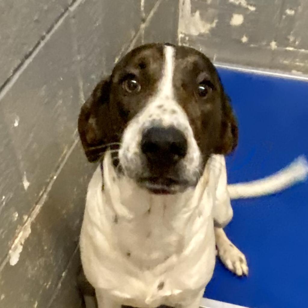 https://www.shelterluv.com/sites/default/files/animal_pics/4980/2023/02/10/12/20230210121731.png