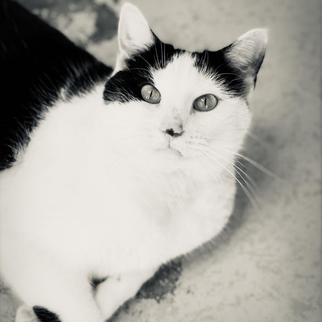 https://www.shelterluv.com/sites/default/files/animal_pics/4980/2023/02/22/12/20230222120233.png