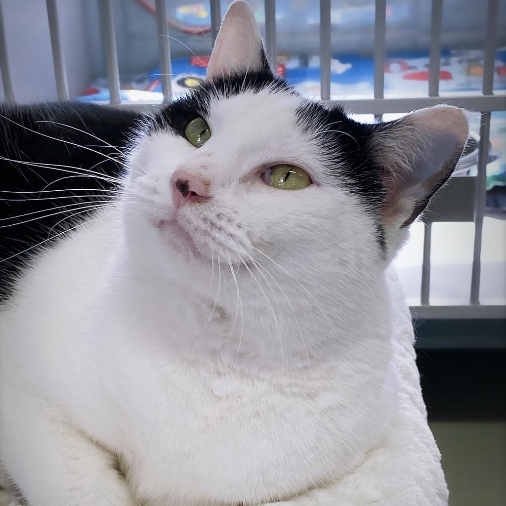 https://www.shelterluv.com/sites/default/files/animal_pics/4980/2023/02/22/12/20230222120328.png