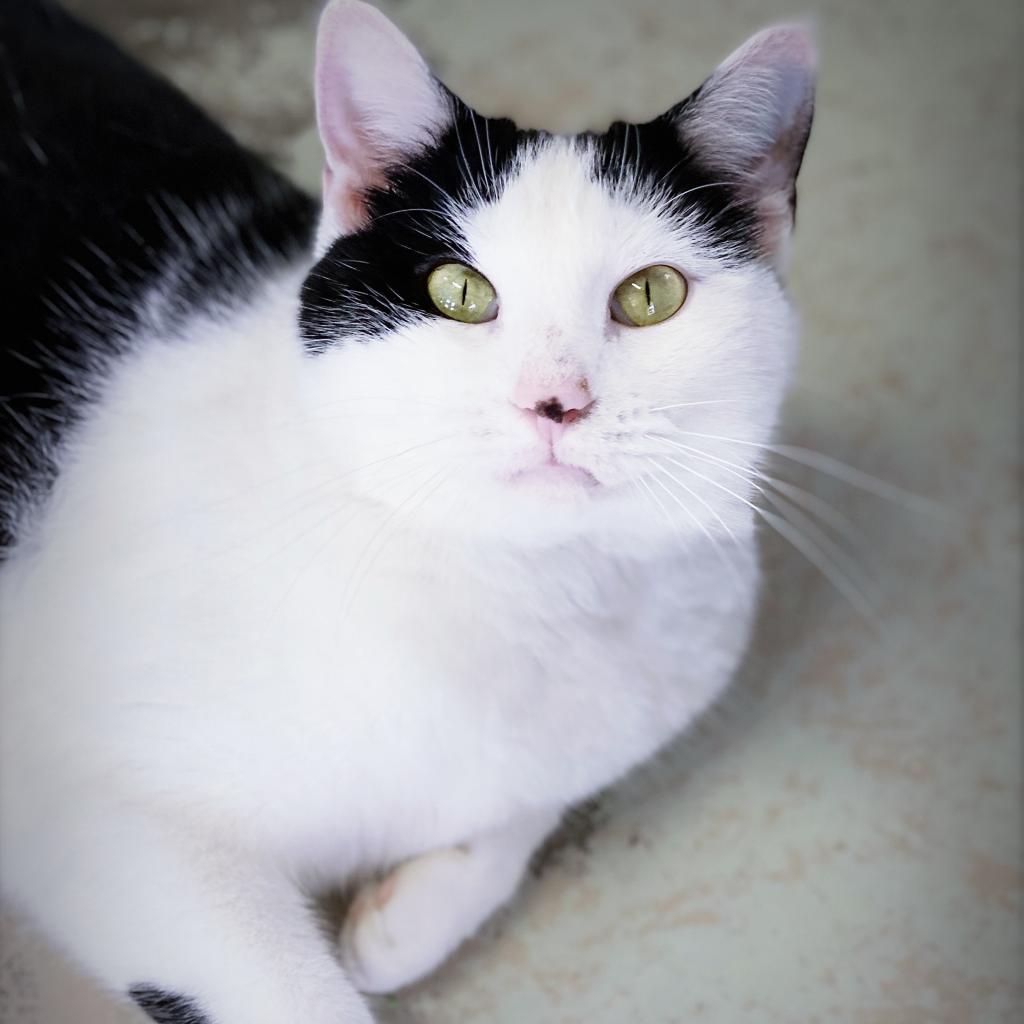 https://www.shelterluv.com/sites/default/files/animal_pics/4980/2023/02/22/12/20230222120357.png