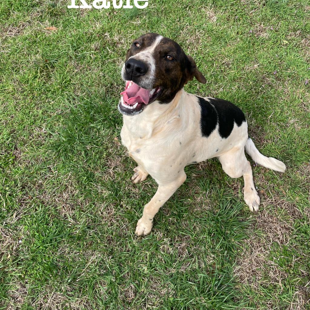 https://www.shelterluv.com/sites/default/files/animal_pics/4980/2023/02/23/09/20230223091955.png