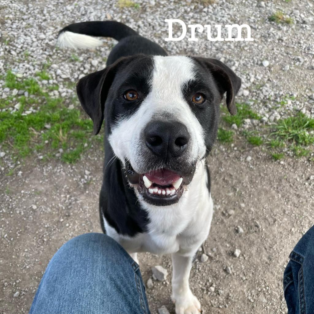 https://www.shelterluv.com/sites/default/files/animal_pics/4980/2023/02/23/12/20230223121350.png