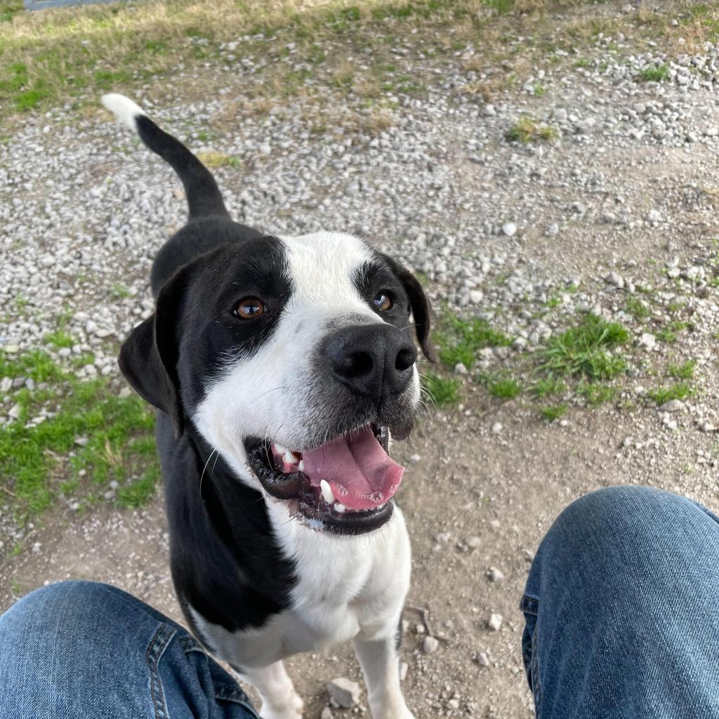 https://www.shelterluv.com/sites/default/files/animal_pics/4980/2023/02/23/12/20230223121511.png