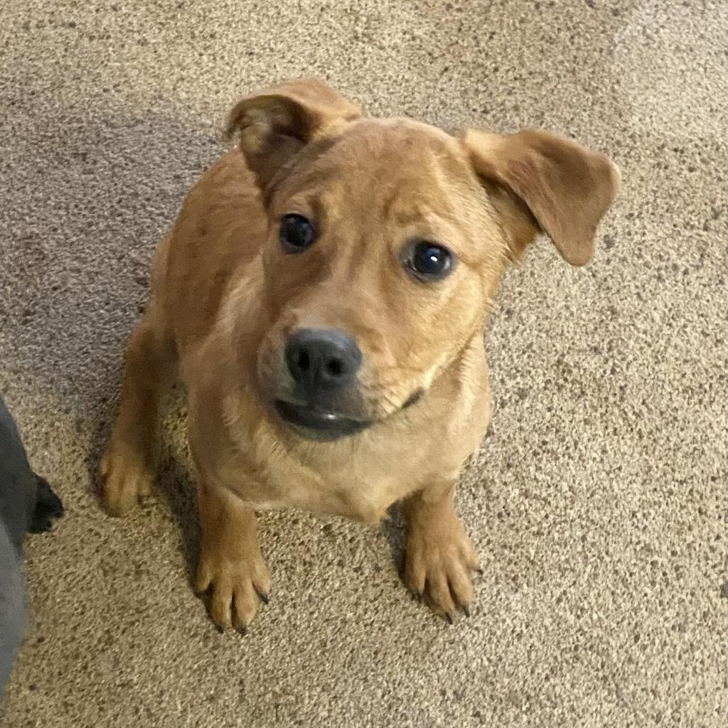 https://www.shelterluv.com/sites/default/files/animal_pics/4980/2023/02/24/10/20230224103630.png