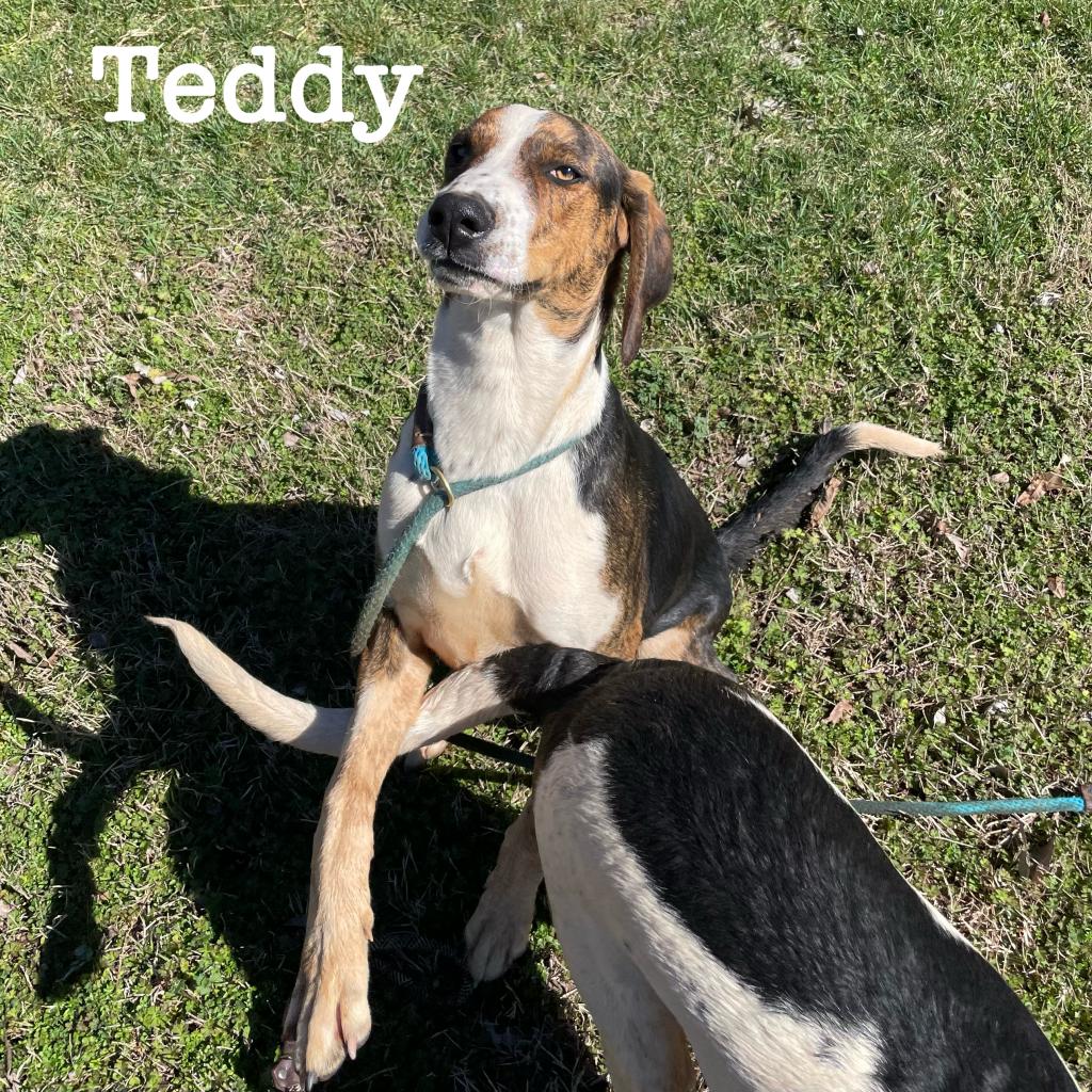 https://www.shelterluv.com/sites/default/files/animal_pics/4980/2023/02/27/11/20230227114947.png
