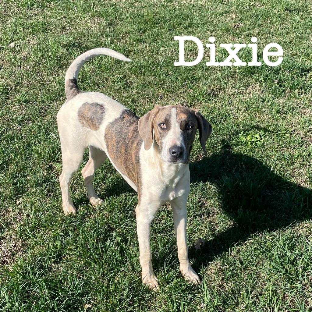 https://www.shelterluv.com/sites/default/files/animal_pics/4980/2023/02/28/09/20230228091711.png
